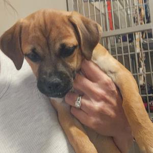 A brown puppy being held by a person's hand, with a metal cage in the background.