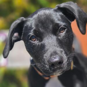 Playdoh - in foster, Mixed Breed (Medium), puppy, available for adoption