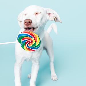 A white dog with its eyes closed, holding a colorful lollipop in its mouth, standing against a light blue background.