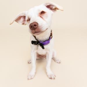 A white dog with a purple collar and a black bow tie, sitting on a beige background.