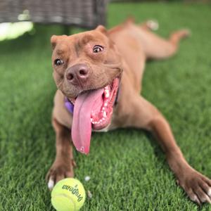 A brown dog lying on green artificial grass with its tongue out, next to a yellow tennis ball.