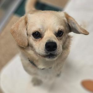 A small, light-colored dog with floppy ears looking up at the camera.