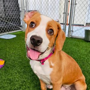 Copper, Mixed Breed (Medium), puppy, available for adoption