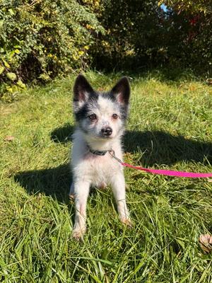 Rocket, Chihuahua, senior, available for adoption