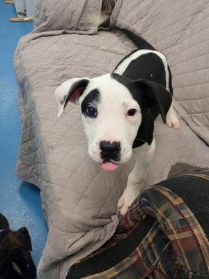 Boots, Labrador Retriever, puppy, available for adoption