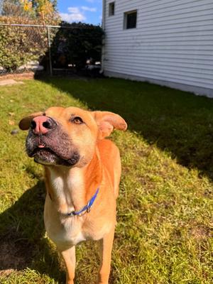 Stone, German Shepherd Dog, adult, available for adoption