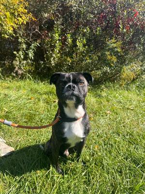 Rocky (Rocco), Boston Terrier / Pug, adult, available for adoption