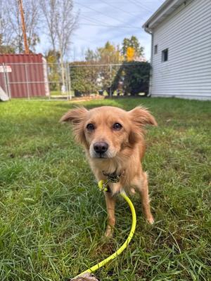 Bo Peep, Chihuahua / Dachshund, adult, available for adoption