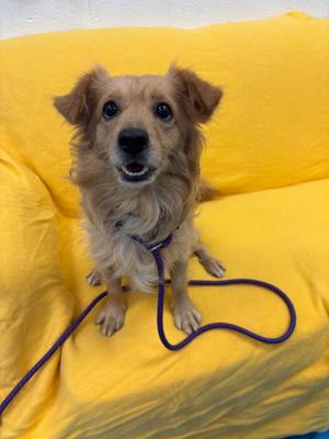 Slinky, Chihuahua / Dachshund, adult, available for adoption