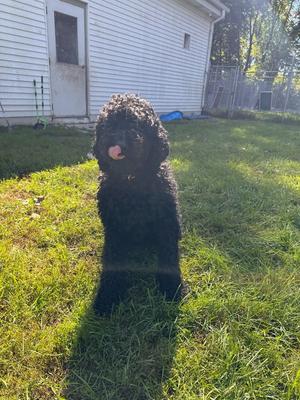Jackson, Labrador Retriever / Poodle (unknown type), adult, available for adoption