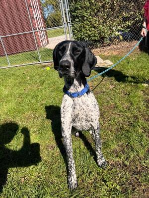 Sparrow, German Shorthaired Pointer, adult, available for adoption