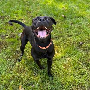 Berg, Labrador Retriever, young, available for adoption