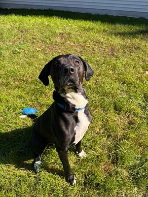 Rocky, Black Labrador Retriever, adult, available for adoption