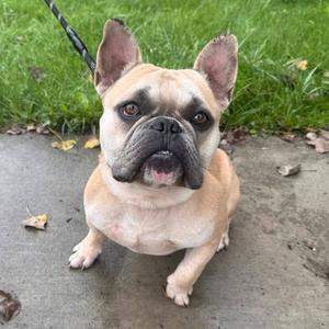 Prince, French Bulldog, young, available for adoption