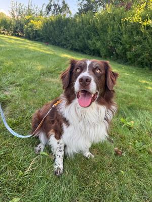A brown and white dog with floppy ears sitting on a grassy lawn, wearing a leash.
