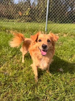 Woody, Chihuahua / Dachshund, young, available for adoption