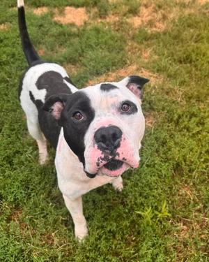 Petey, American Staffordshire Terrier, adult, available for adoption