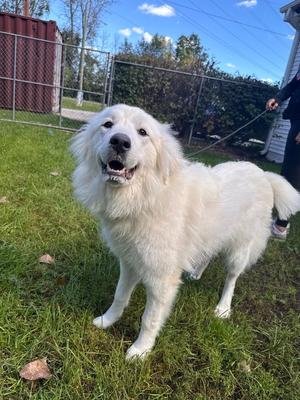 Malibu, Great Pyrenees, young, available for adoption