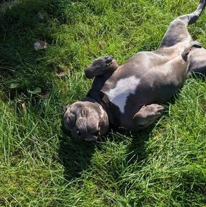 Hippo (JAX), American Bulldog, adult, available for adoption