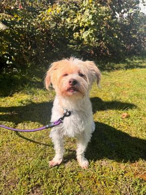 Albus, Terrier, adult, available for adoption