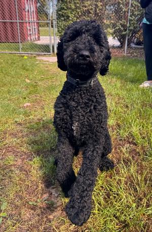 Elvis, Labrador Retriever / Poodle (unknown type), adult, available for adoption
