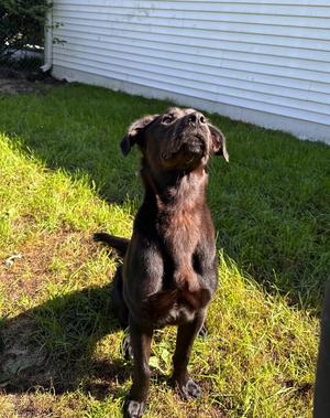 Meteor Strike, Labrador Retriever, young, available for adoption