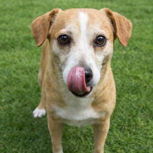 A close-up shot of a tan and white dog licking its nose on a green grassy field.