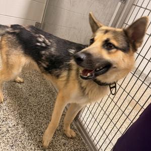 Grizzly/Mac, Shepherd, German, young, available for adoption