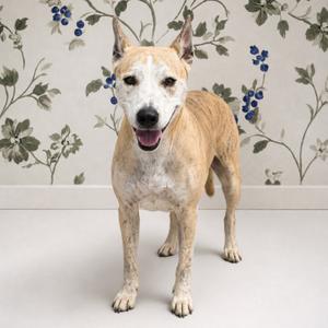A light-colored dog with a white face and brown patches stands in front of a floral wallpaper background.