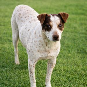 Journey, Feist, senior, available for adoption