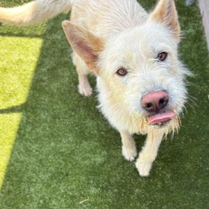 Maximilian, Poodle, adult, available for adoption