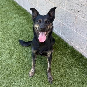 Bath, Cattle Dog, Australian (Blue Heeler), adult, available for adoption