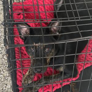 Bath, Cattle Dog, Australian (Blue Heeler), adult, available for adoption