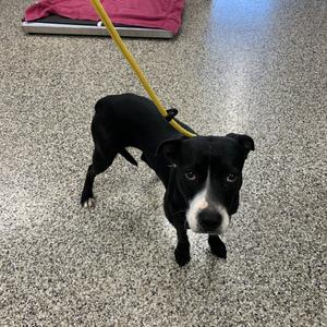 Fern, Terrier, Pit Bull, young, available for adoption