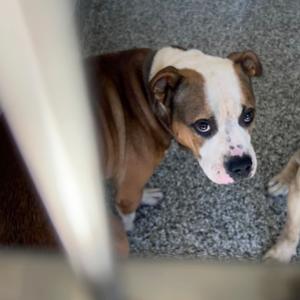 Trigger, Bulldog, adult, available for adoption