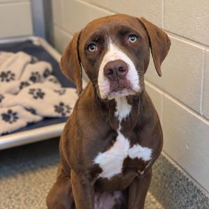 Thursday, Terrier, Pit Bull, young, available for adoption