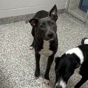 Milky Way, Terrier, Pit Bull, young, available for adoption