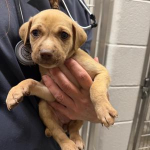 McDouble / Peanut, Terrier, Pit Bull, young, available for adoption