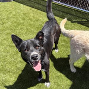 Mallo Cup, Shepherd, adult, available for adoption