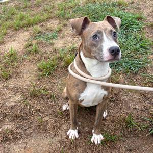 A brown and white dog with a white chest and paws, wearing a collar and leash, sitting on grass.