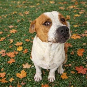 JASON, Terrier, American Pit Bull, adult, available for adoption
