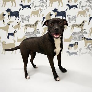 Gracie, Terrier, Pit Bull, adult, available for adoption