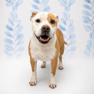 A happy-looking tan and white dog stands in front of a white background with a blue floral pattern.