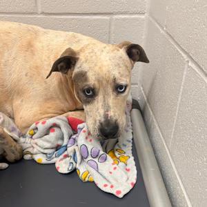 Beef Stroganoff, Terrier, Pit Bull, adult, available for adoption