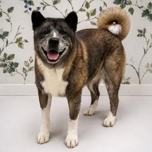 Little Bear, Akita, senior, available for adoption