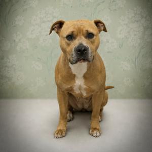 A brown and white dog sitting on a gray surface with a green floral wallpaper background.