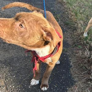 Buck (Joel Miller), Terrier, Pit Bull, young, available for adoption