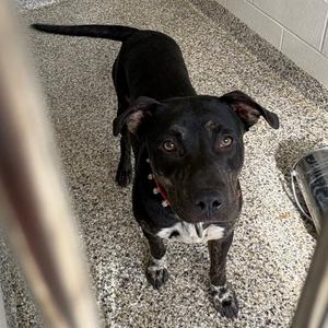 Ritchie, Terrier, Pit Bull, young, available for adoption