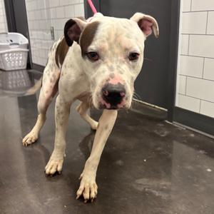 Root Beer Guy, Terrier, Pit Bull, adult, available for adoption