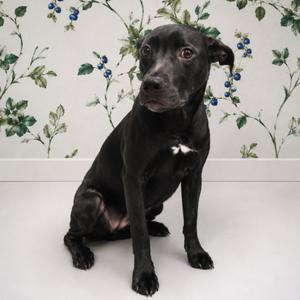 Dino Nuggies, Hound, young, available for adoption